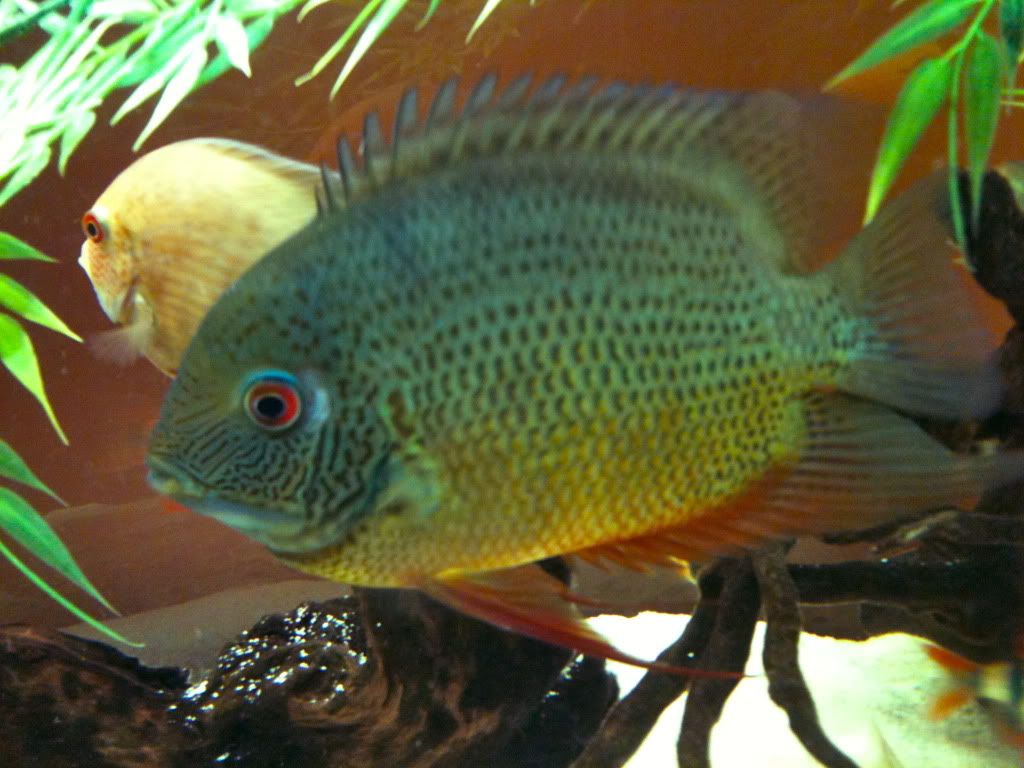 Green turquoise sevaram ( 1 large sized fish) - Image 5