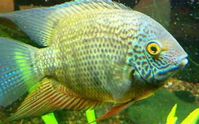 Green turquoise sevaram ( 1 large sized fish) - Image 6