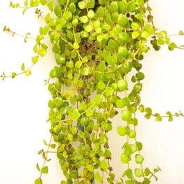 Swedish Ivy Succulent  /Tangled heart plant (10 stems)