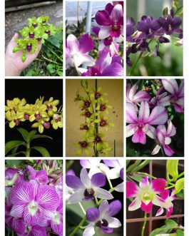 Orchid (Dendrobium combo 9 plants)