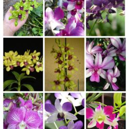 Orchid (Dendrobium combo 9 plants)