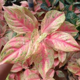 Aglaonema bleeding angel heart (single plant)