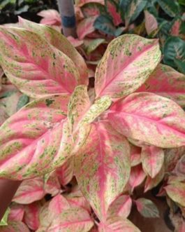 Aglaonema bleeding angel heart (single plant)