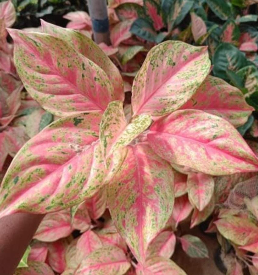 Aglaonema bleeding angel heart (single plant)