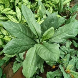 Dieffenbachia ‘Silver blue steel’