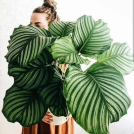 Calathea orbifolia (jiffy sized)