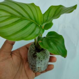 Calathea orbifolia (jiffy sized)