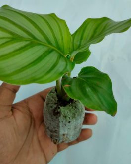 Calathea orbifolia (jiffy sized plant)