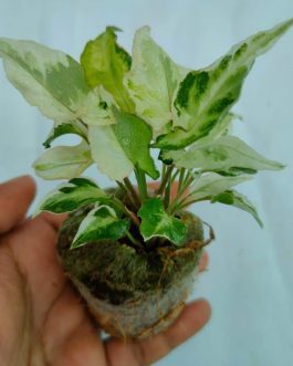 Syngonium white star variegated (jiffy sized)