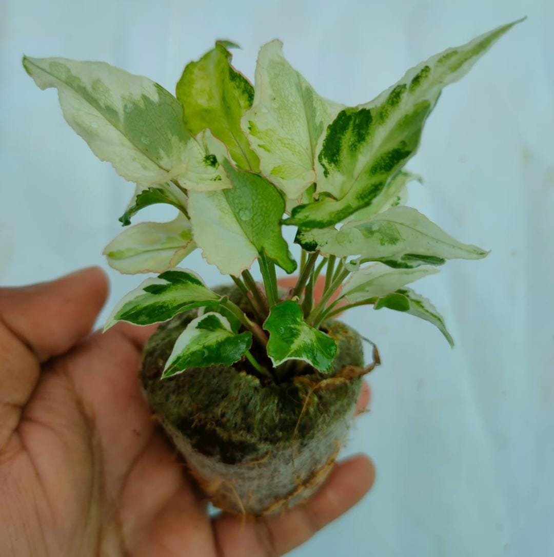Syngonium white star variegated (jiffy sized) - Image 2