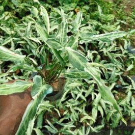 Syngonium white star variegated (jiffy sized)