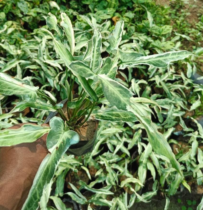 Syngonium white star variegated (jiffy sized)