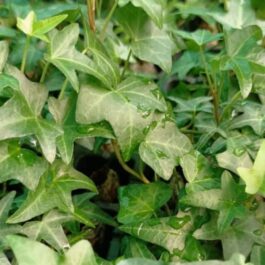 English ivy (jiffy sized plant)