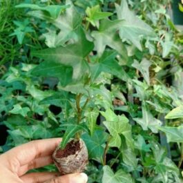 English ivy (jiffy sized plant)