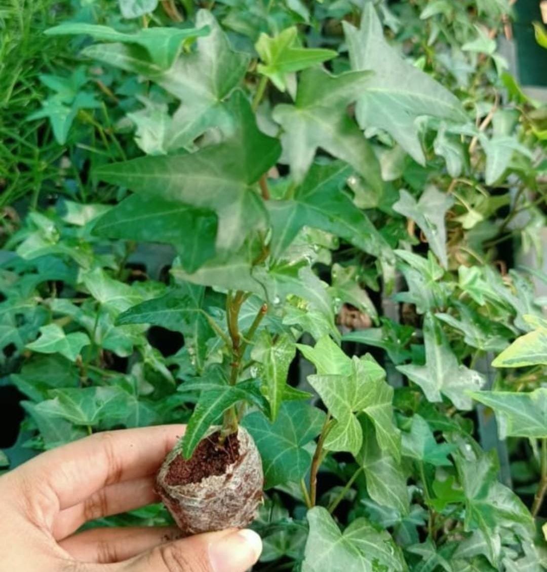 English ivy (jiffy sized plant) - Image 2