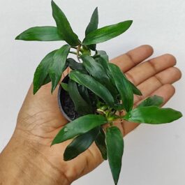 Anubias dragon claw (Plant Pot)