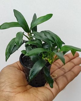 Anubias dragon claw (large plant pot)