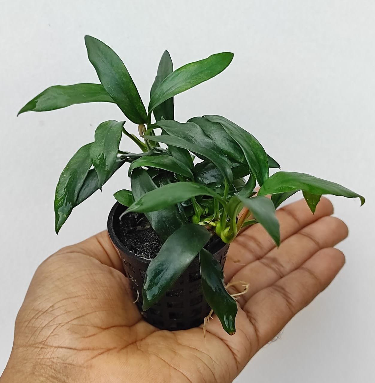 Anubias dragon claw (large plant pot) - Image 2