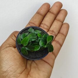 Anubias Nana petite (Plant Pot)