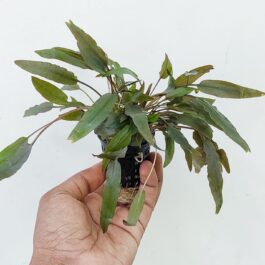 Cryptocoryne axelrodi (single plant pot)