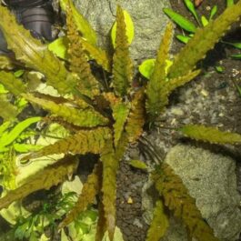 Cryptocoryne axelrodi (single plant pot)