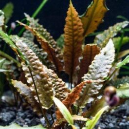 Cryptocoryne wenditii brown (small pot)