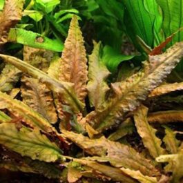 Cryptocoryne wenditii brown (small pot)