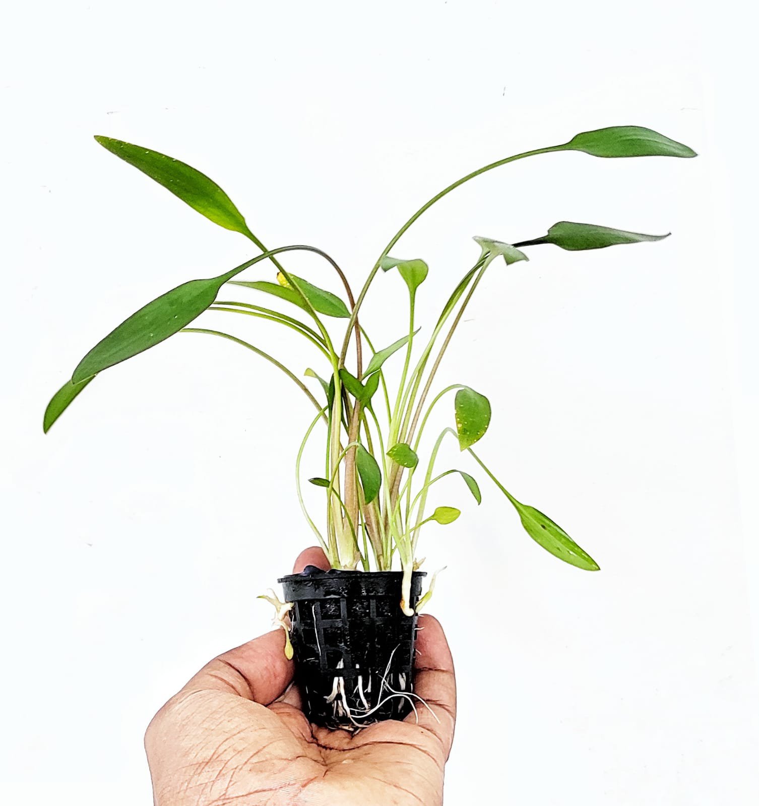 Cryptocoryne lucens (large pot) - Image 3