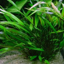 Cryptocoryne lucens (small pot)