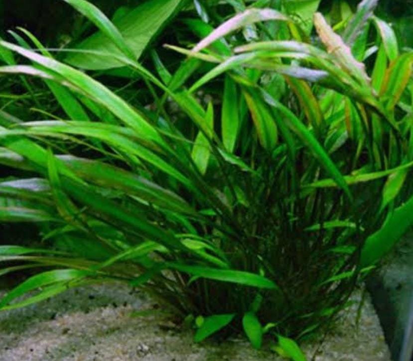 Cryptocoryne lucens (large pot) - Image 2