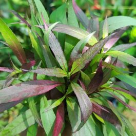 Hygrophila siamensis ‘himadri purple'(3 stems)