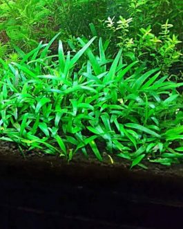 Cryptocoryne lucens (large pot)