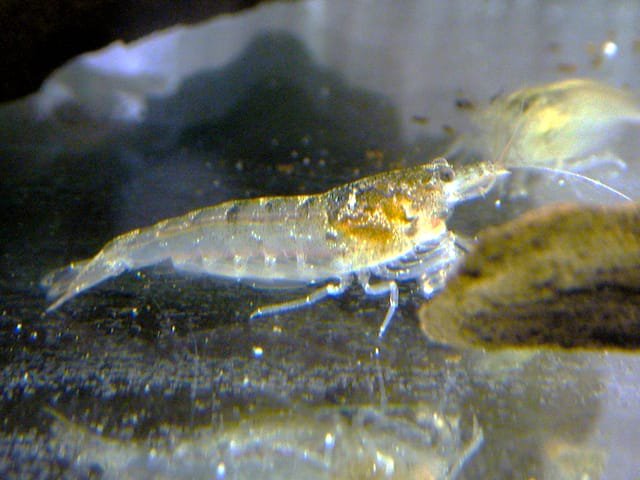 Australian Amano shrimp(3 pcs) - Image 5