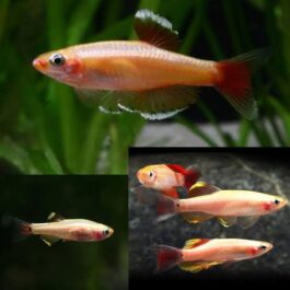 Golden cloud mountain minnow ( 9 pcs)