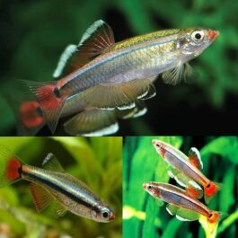 White cloud mountain minnow (9 pcs)