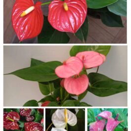 Anthurium combo 1 (5 colours)
