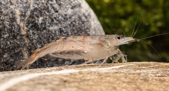 Australian Amano shrimp(3 pcs) - Image 3