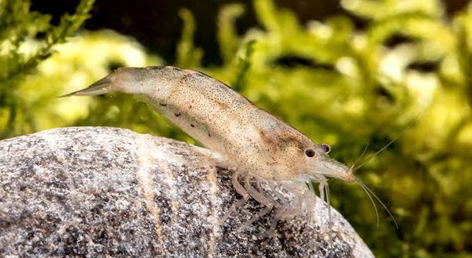 Australian Amano shrimp(3 pcs) - Image 4