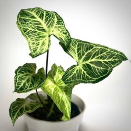 Syngonium batik electric leaves (single plant)
