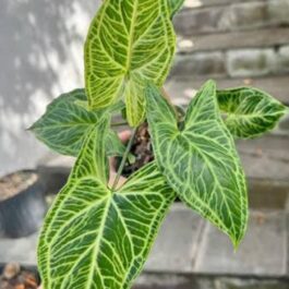 Syngonium batik electric leaves (single plant)