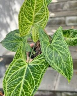 Syngonium batik electric leaves (single plant)