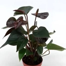 Anthurium chocolate (single plant)