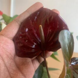 Anthurium chocolate (single plant)