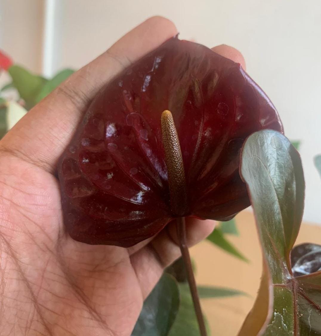 Anthurium chocolate (single plant) - Image 2