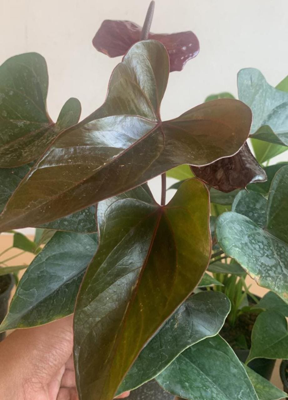 Anthurium chocolate (single plant) - Image 3