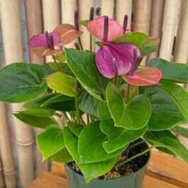 Anthurium violet (single plant)