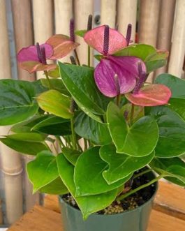 Anthurium violet (single plant)