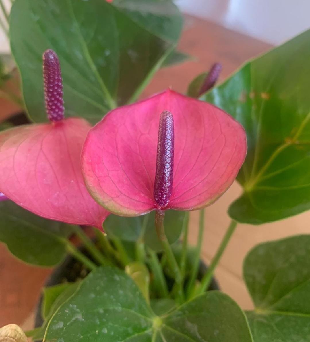 Anthurium violet (single plant) - Image 3