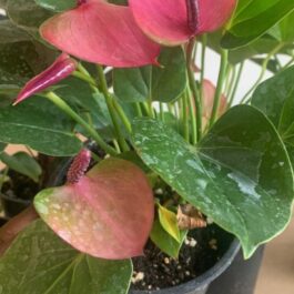 Anthurium violet (single plant)