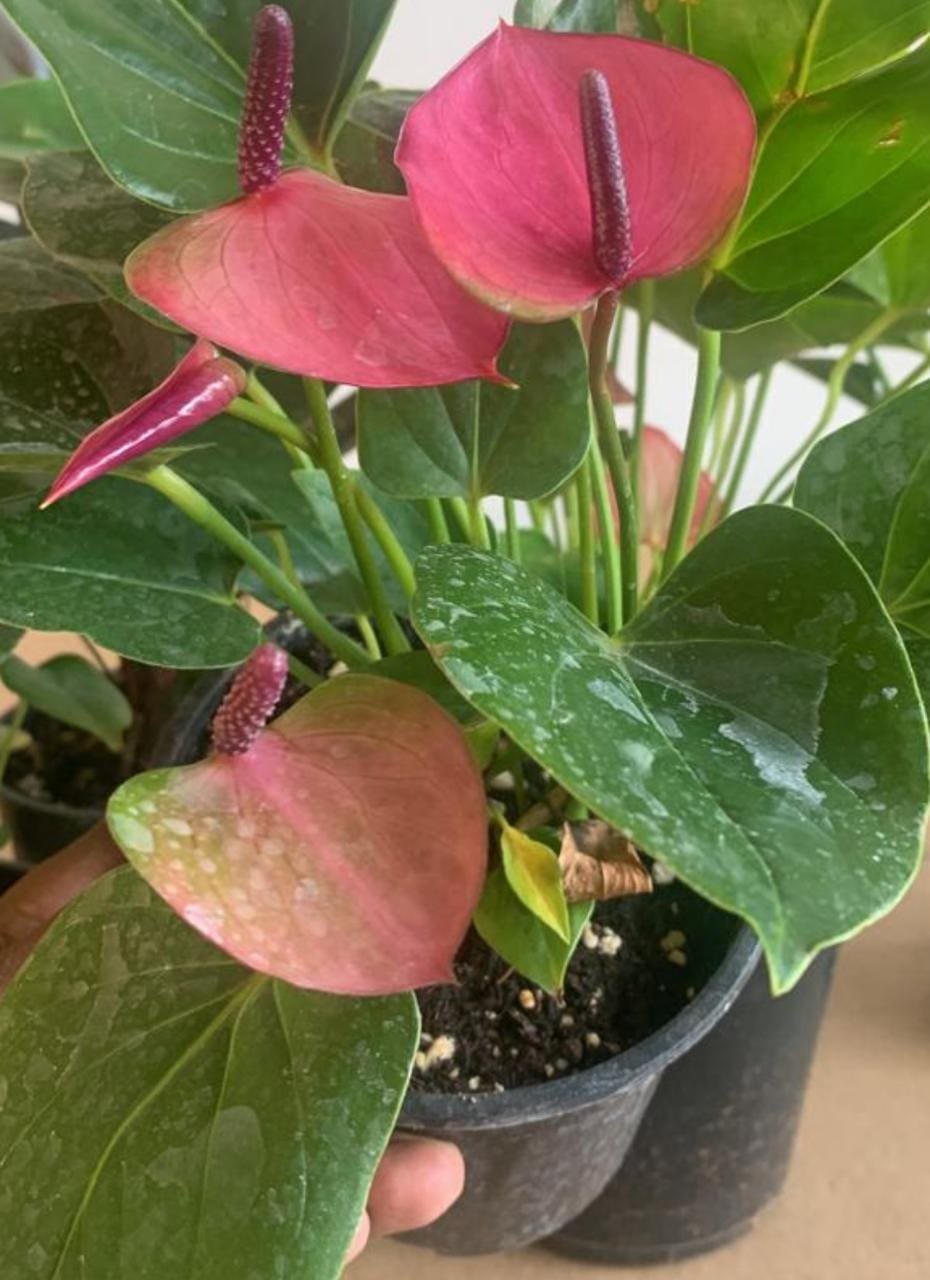 Anthurium violet (single plant) - Image 2